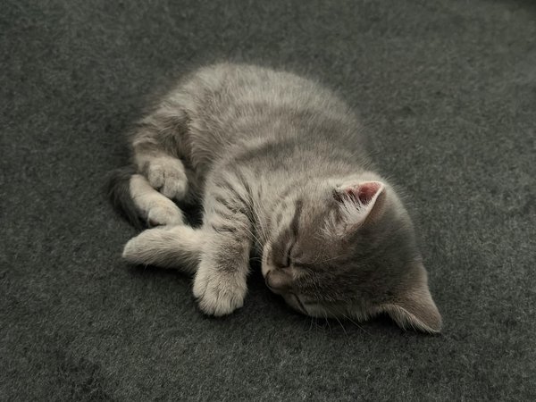 Top strategies to safeguard your pet from uk heatwaves: essential tips for every pet owner